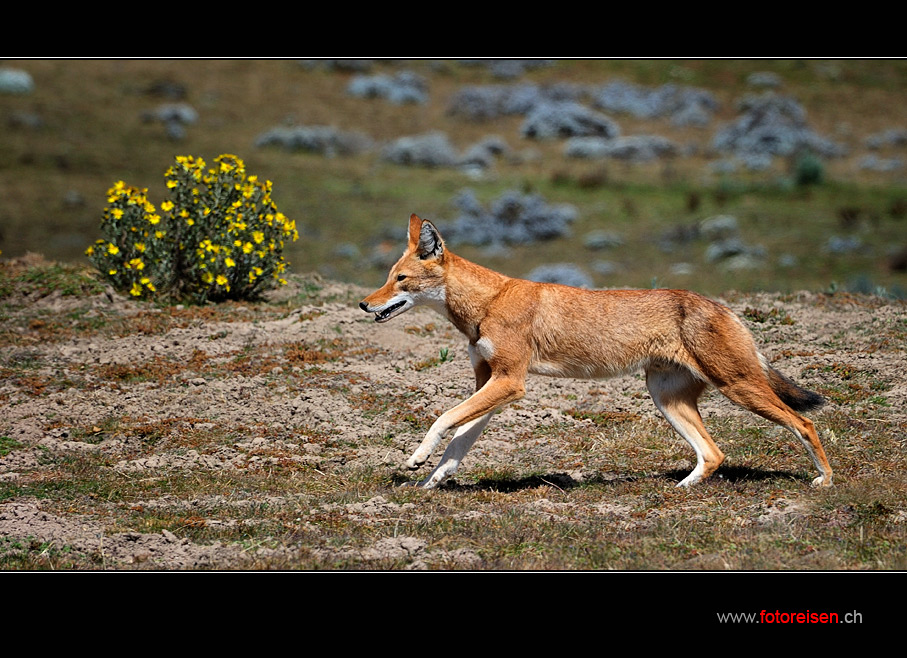 Äthiopischer Wolf