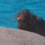 ...ätsch, das ist mein Pool....