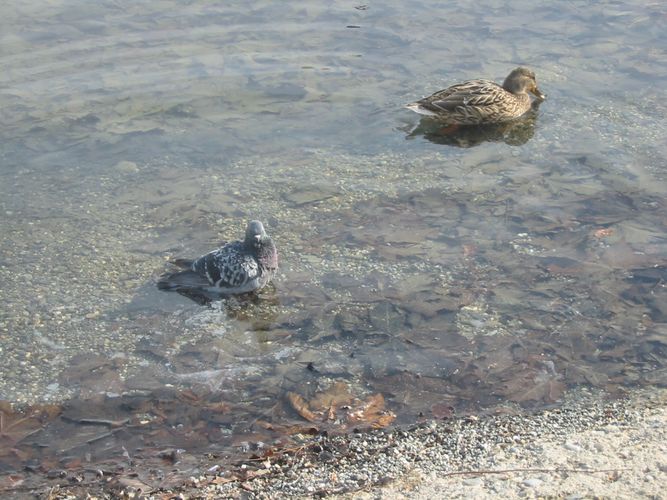 Ätsch - ich bin auch eine Ente