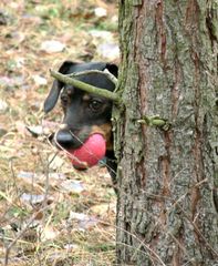 Ätsch - meinen Ball bekommt keiner !!!