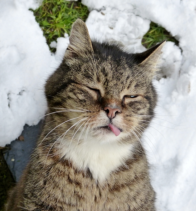 Ätschibätschi...ich finde Schnee auch doof! : meint auch unser Bonny.