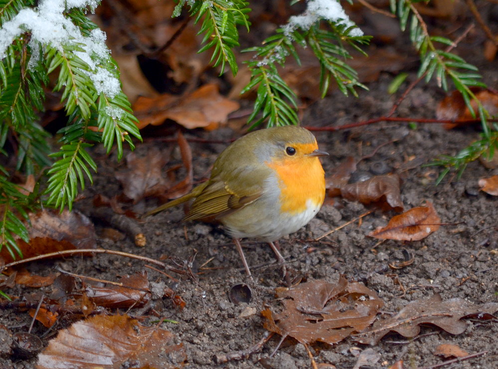 ätsch...ich war der Vogel des Jahres