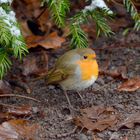 ätsch...ich war der Vogel des Jahres