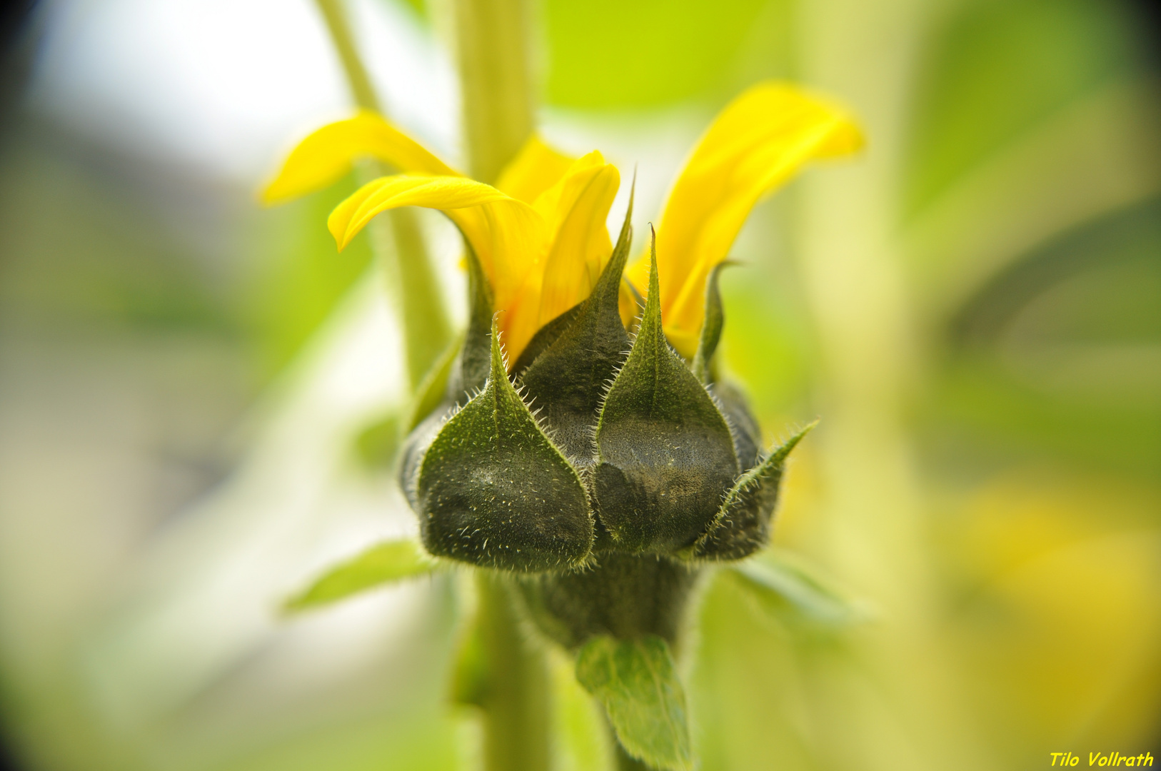 Ätsch....Wenn ich groß bin, werd ich eine Sonnenblume.