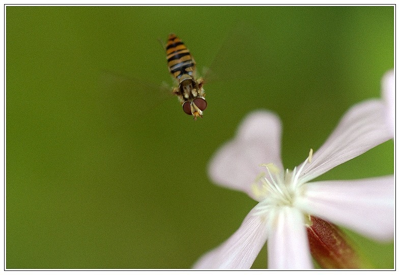 Äüßerst fleißige Nützlinge im Garten...