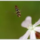 Äüßerst fleißige Nützlinge im Garten...