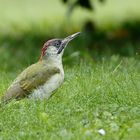 Äusserst modisch: Grün in Grün, das passt!