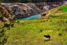 Paisaje con Perro de Pedro Szendro