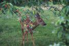 Besuch im Garten von Gitti Koch-Donau