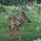 Besuch im Garten