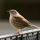 Besuch im Garten