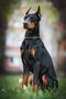 Mr. Doberman by Robert Petography