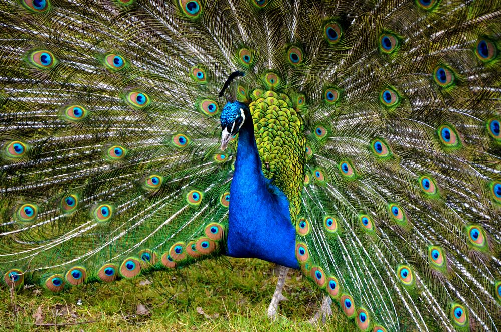 Pfau de georginho 