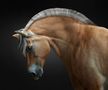 Horse 012 von Dante DeLone