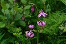 Türkenbundlilie...eine Schönheit in der Natur von Kosche Günther 