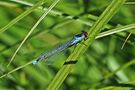 Großes Granatauge (Erythromma najas) von tiedau-fotos