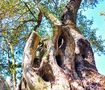 der alte Baum von ralfbecker