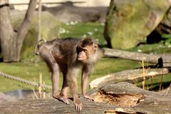 Affe 01