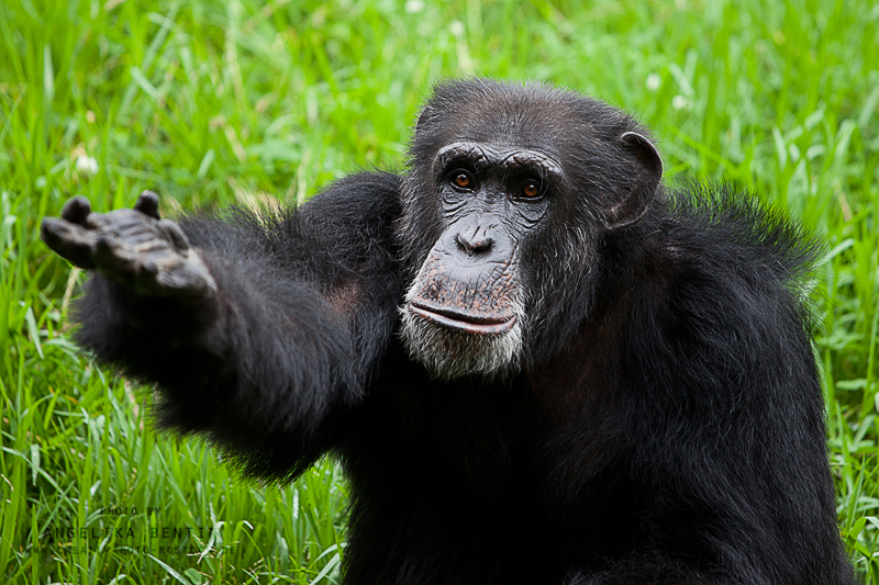 Affe Foto & Bild tiere, wildlife, säugetiere Bilder auf fotocommunity