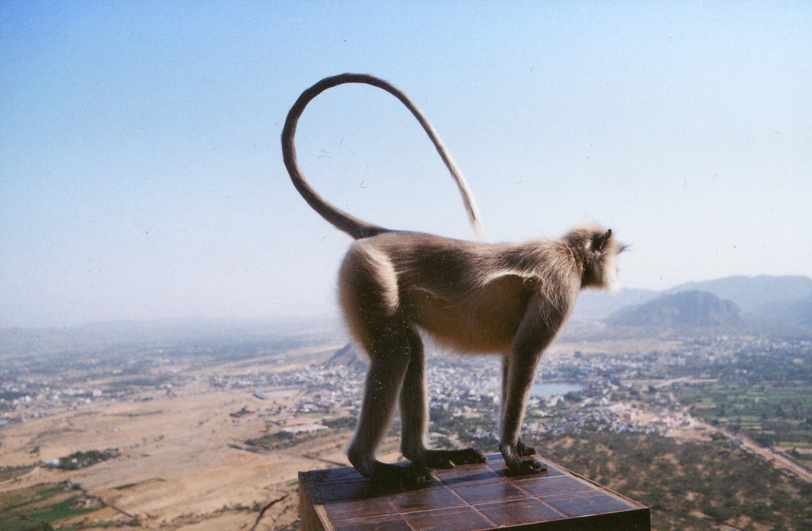 Affe am Tempelberg, Pushkar, Indien