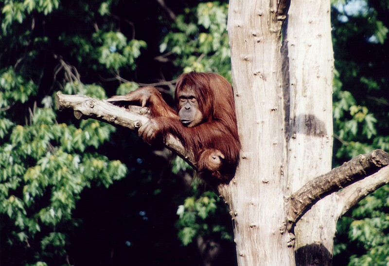 Affe auf Baum