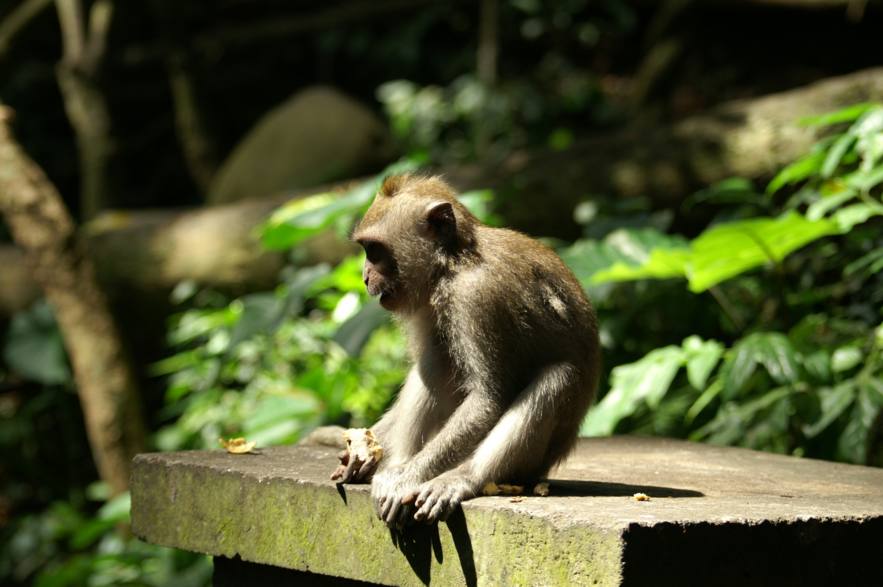 Affe auf der Bank