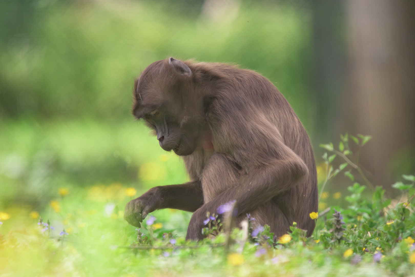 Affe-auf-der-Blumenwiese