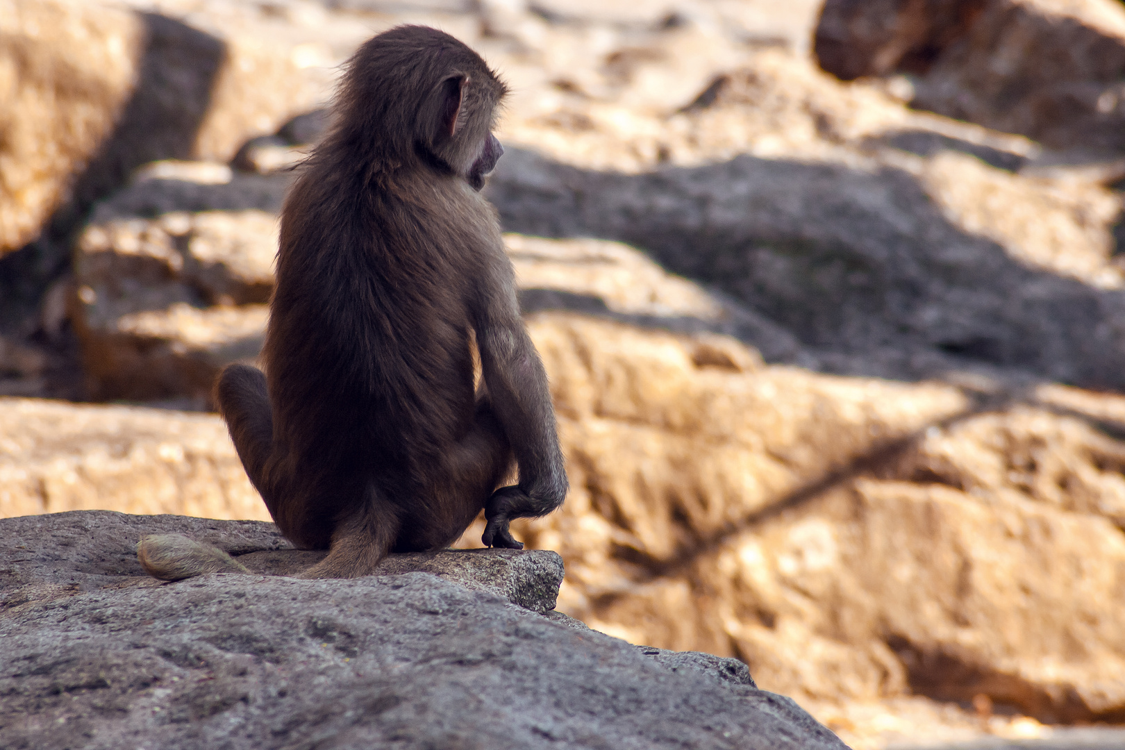 Affe auf der Klippe