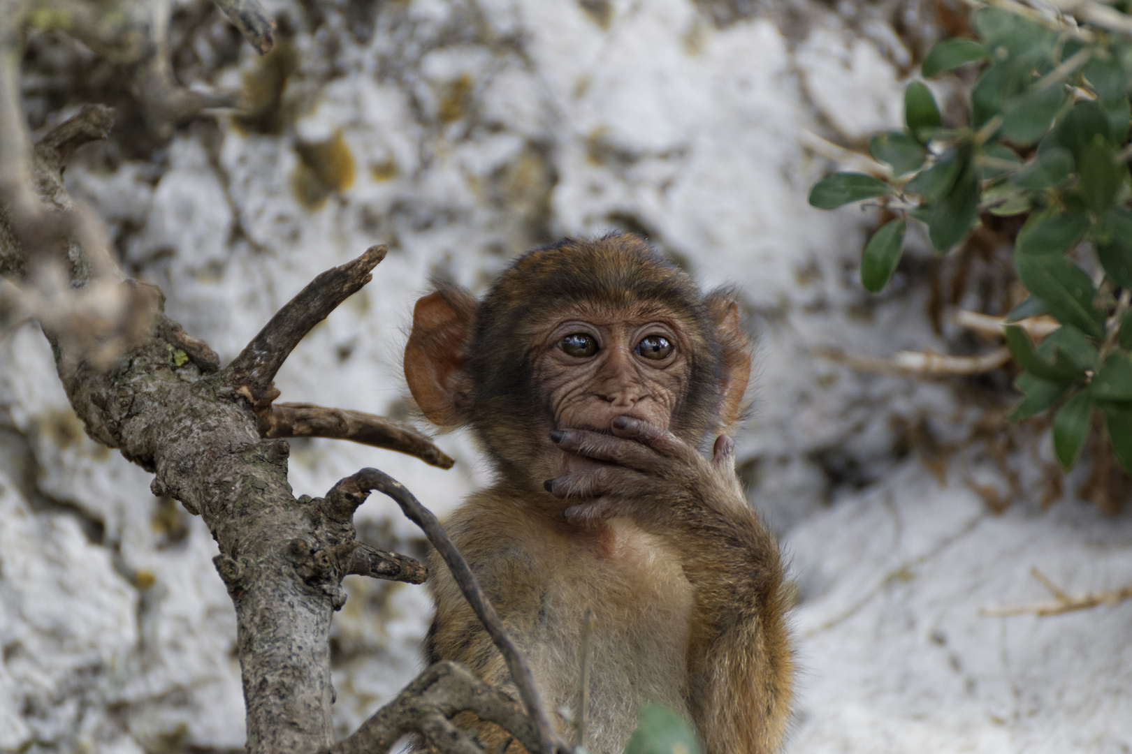 Affe auf Gibraltar