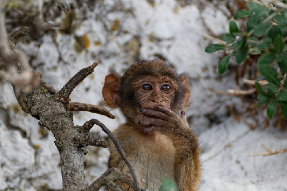 Affe auf Gibraltar