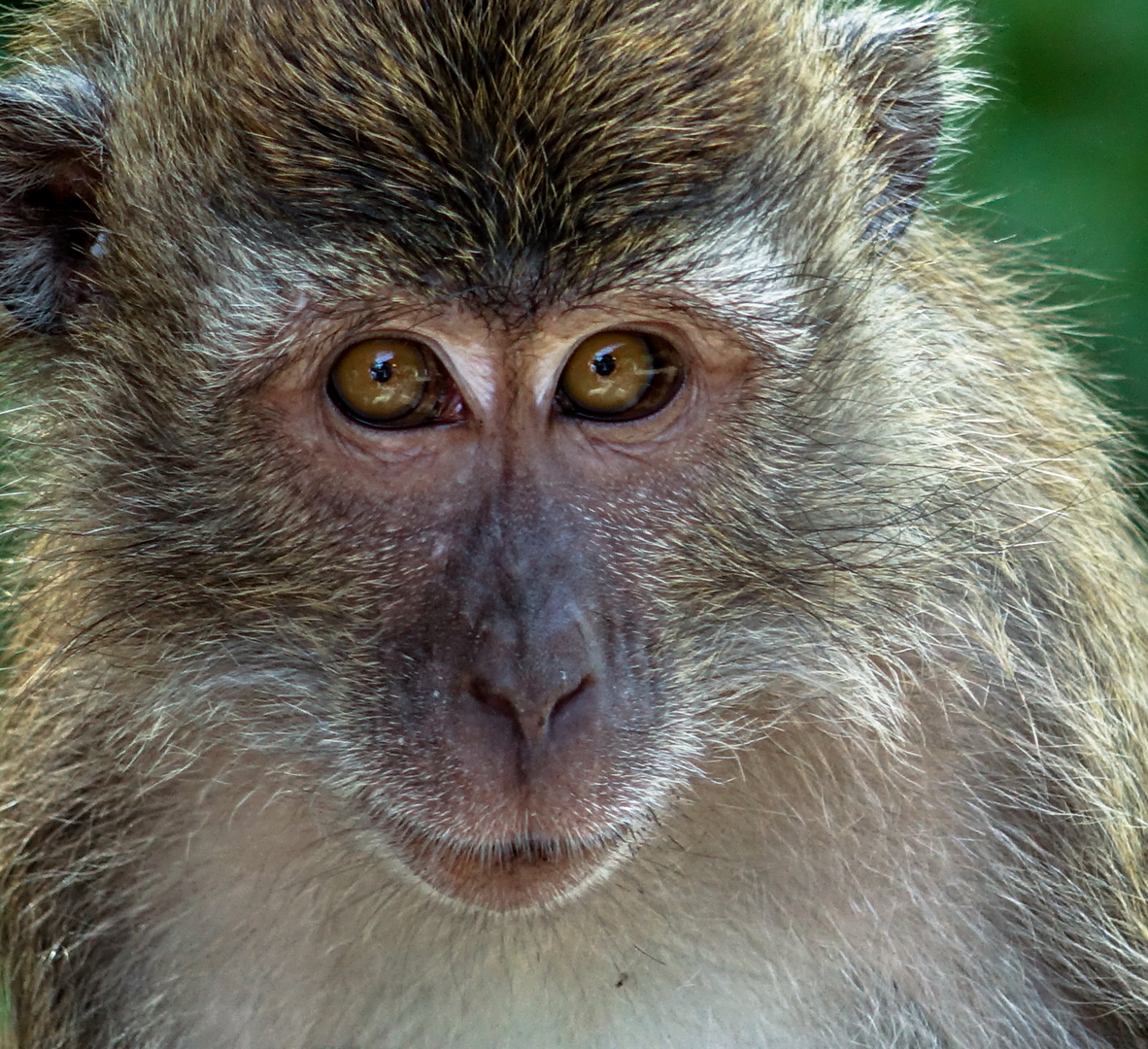 Affe auf Langkawi / Malaysia