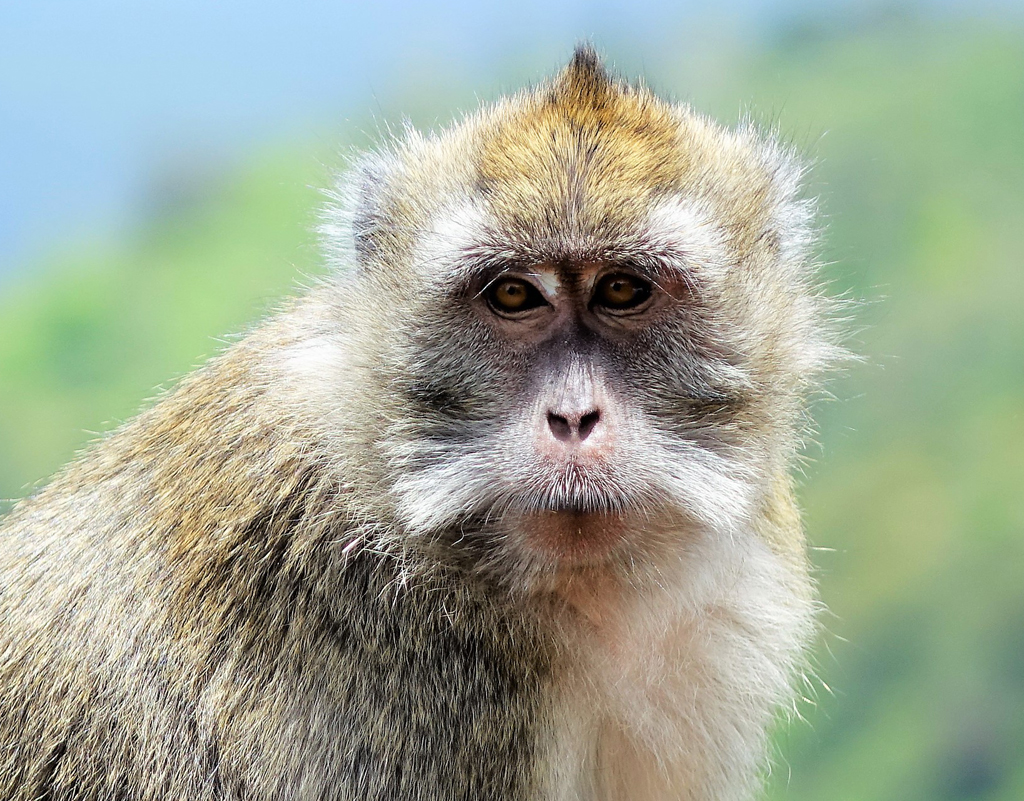 Affe auf Madagaskar