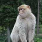 Affe aus dem Tierpark Neumünster