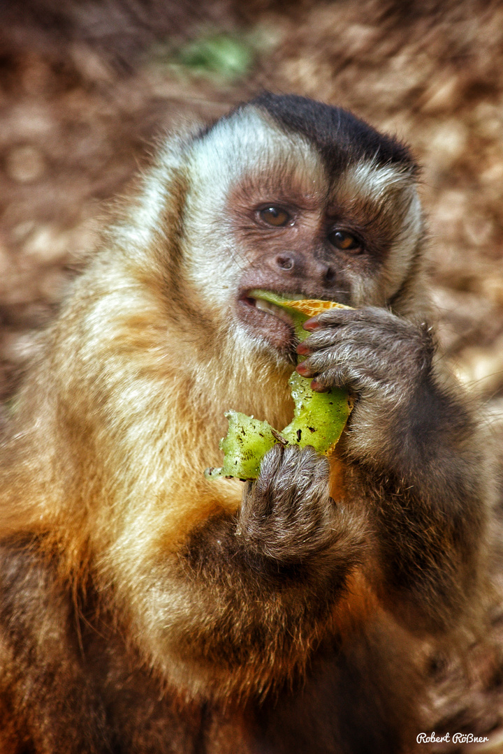 Affe beim essen