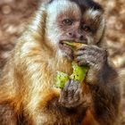 Affe beim essen