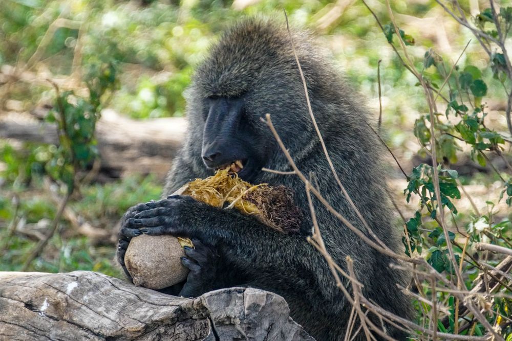 Affe beim Fressen