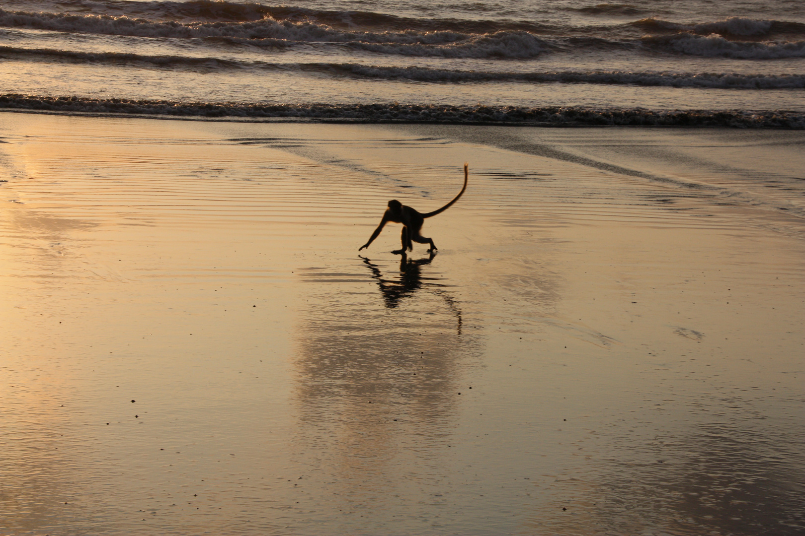 Affe beim Strandspaziergang