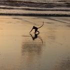 Affe beim Strandspaziergang