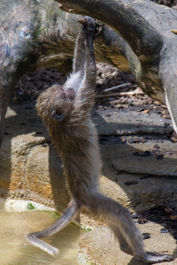 Affe beim turnen