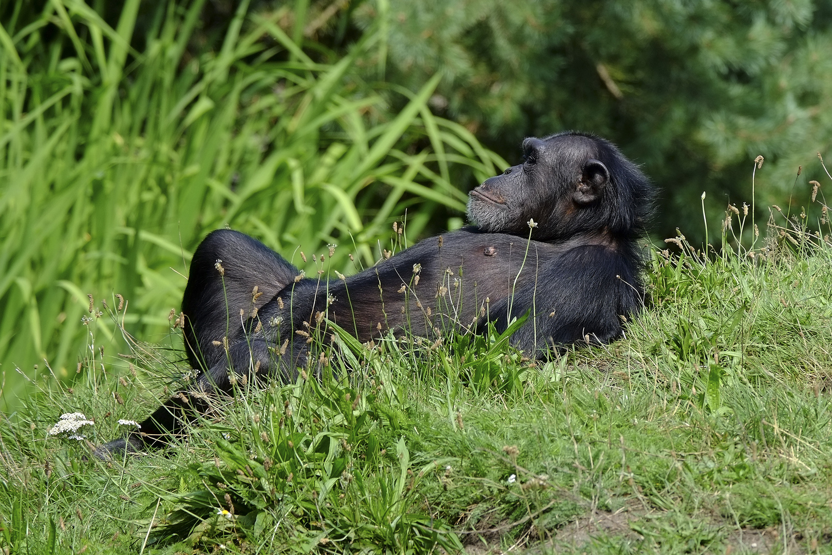 Affe-Chillen