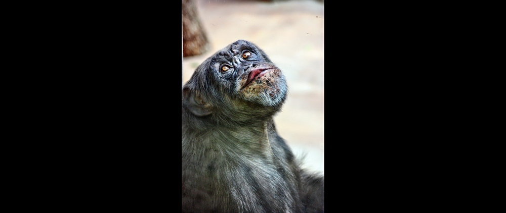 Affe gibt Küßchen