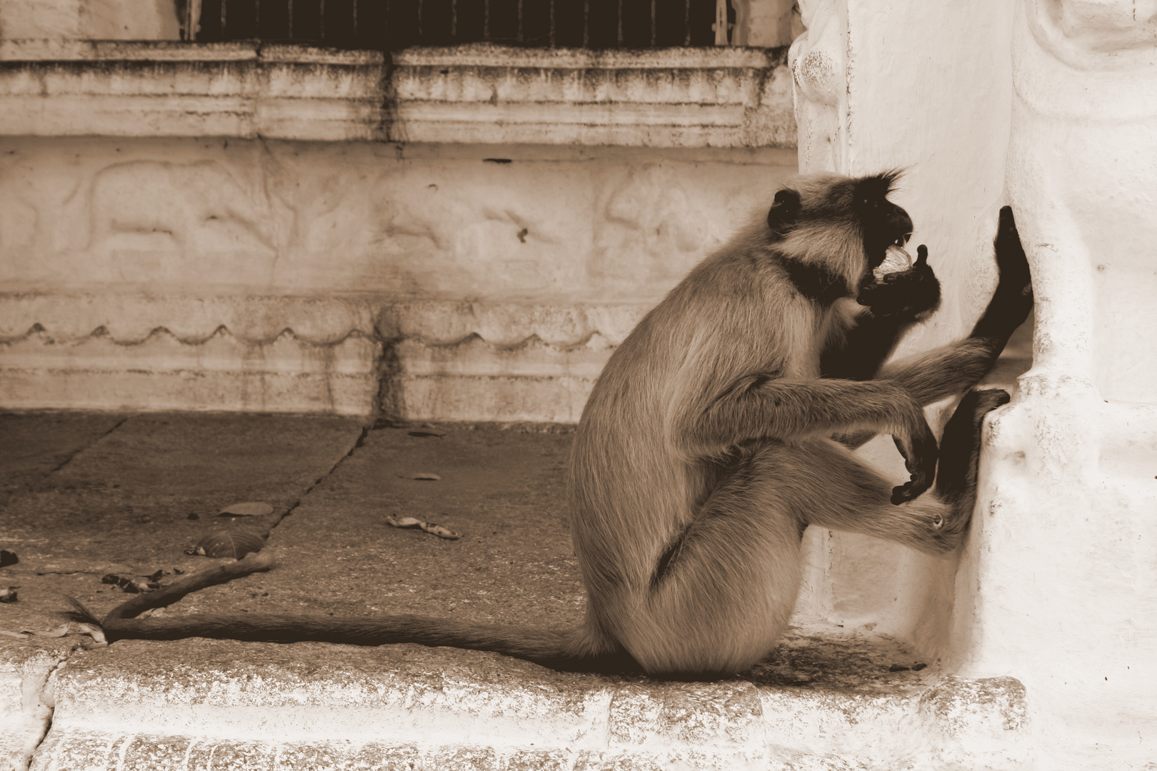 Affe, Hampi