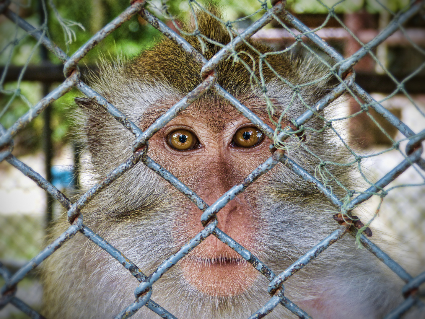 Affe hinter Gitter