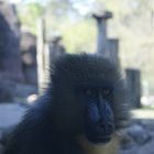 Affe hinter Glasscheibe
