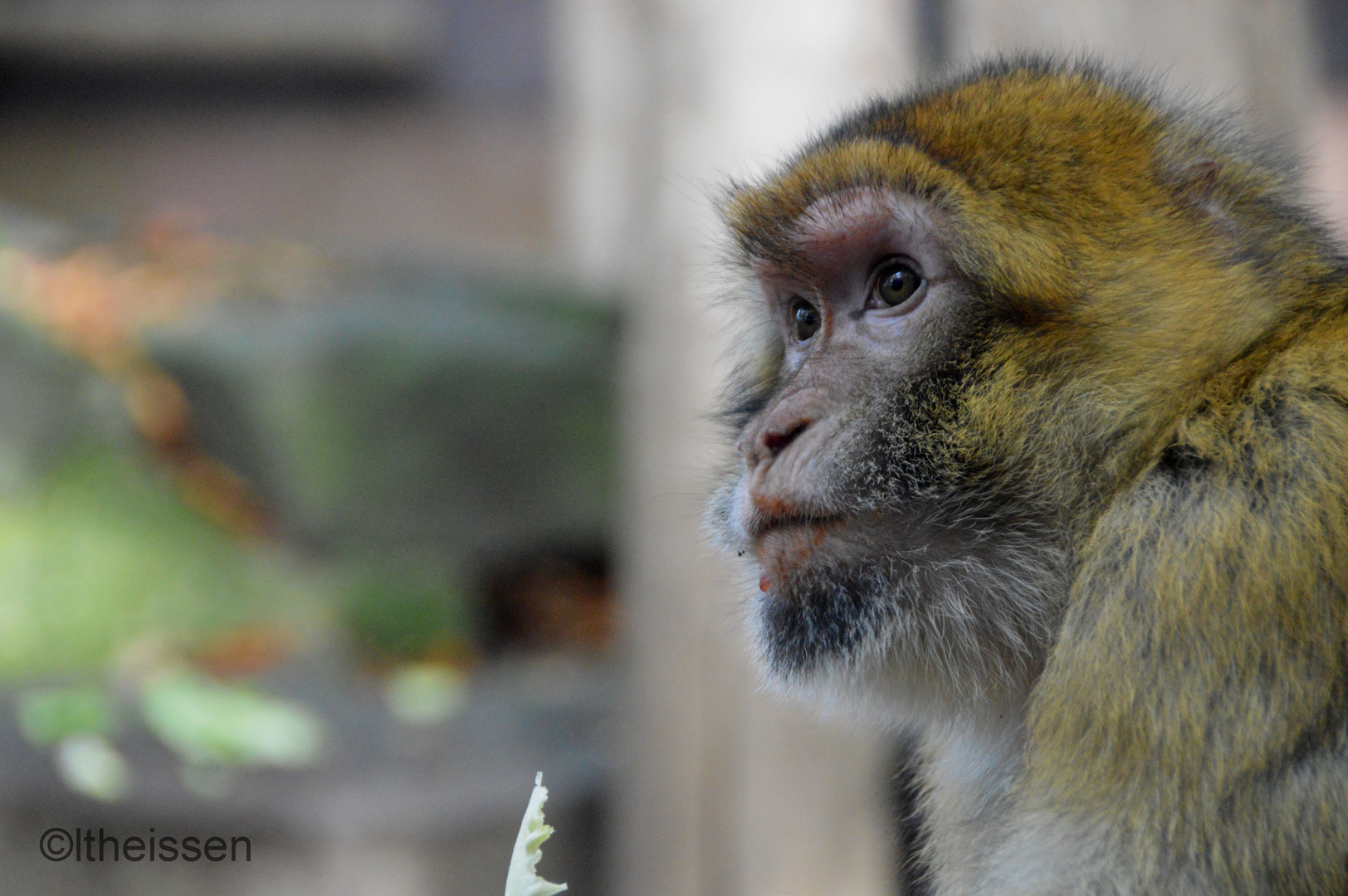 Affe im Aachener Tierpark