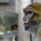 Affe im Aachener Tierpark