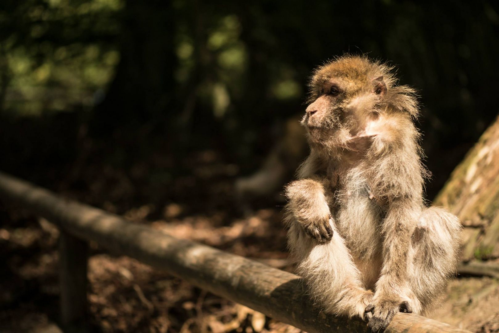 Affe im Affenberg Salem