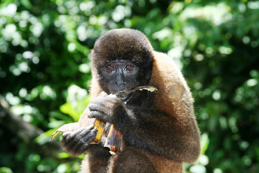 Affe im Amazonas