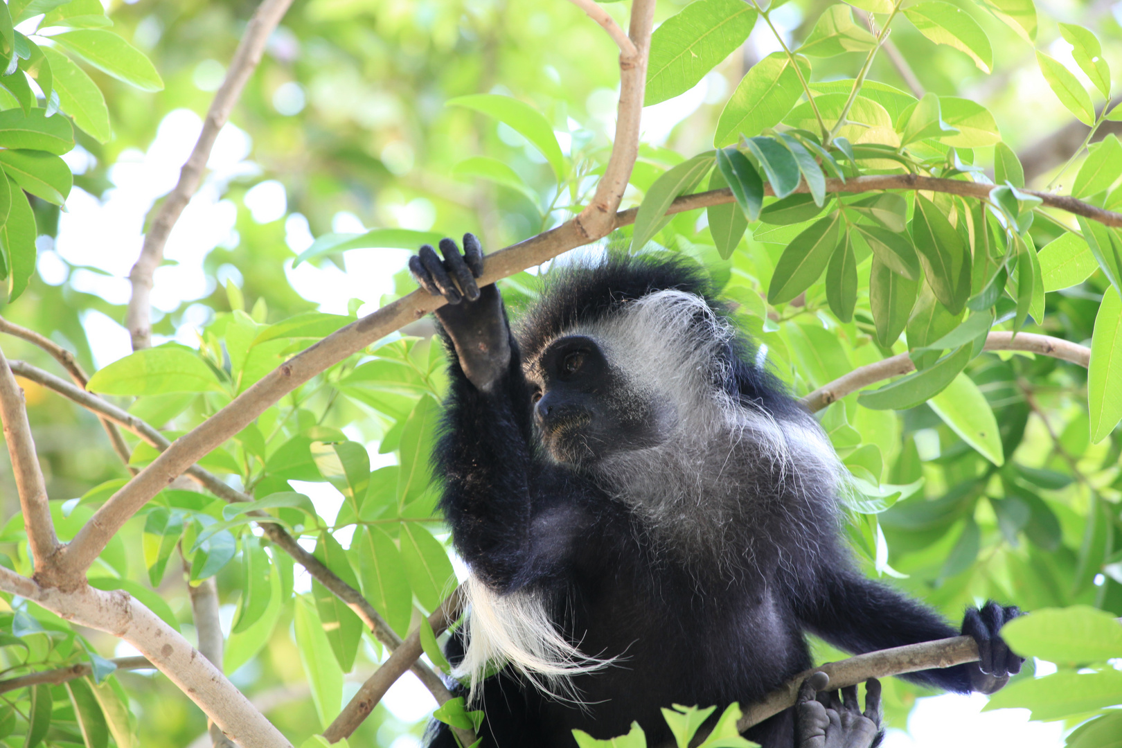 Affe im Baum