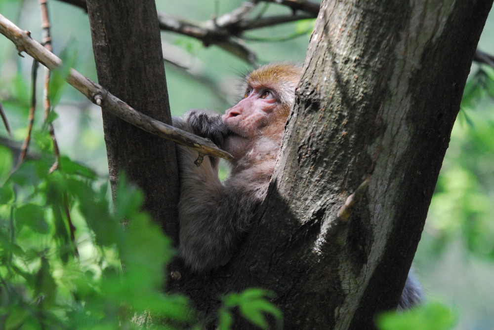 Affe im Baum / Ape in three